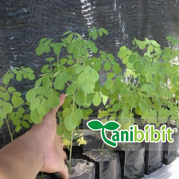 BIBIT KELOR - POHON KELOR - DAUN KELOR - TANAMAN HERBAL BAHAN HERBAL TANAMAN HIDUP