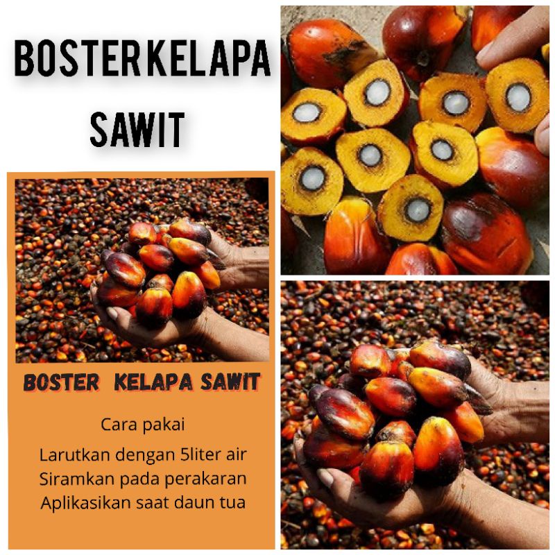 BOSTER POHON KELAPA SAWIT BOSTER BUAH BOSTER TANAMAN BOSTER SAYURAN BOSTER TERLENGKAP BOSTER TERMURA