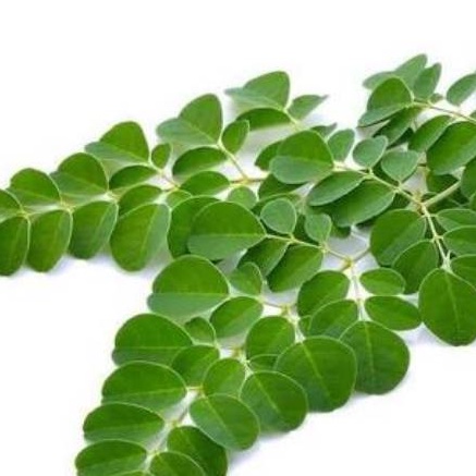 

Daun Kelor/ 100gr - 500gr