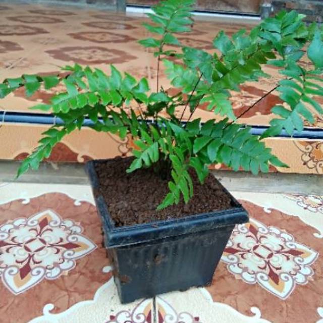 Tanaman suplir daun besar/tanaman hias