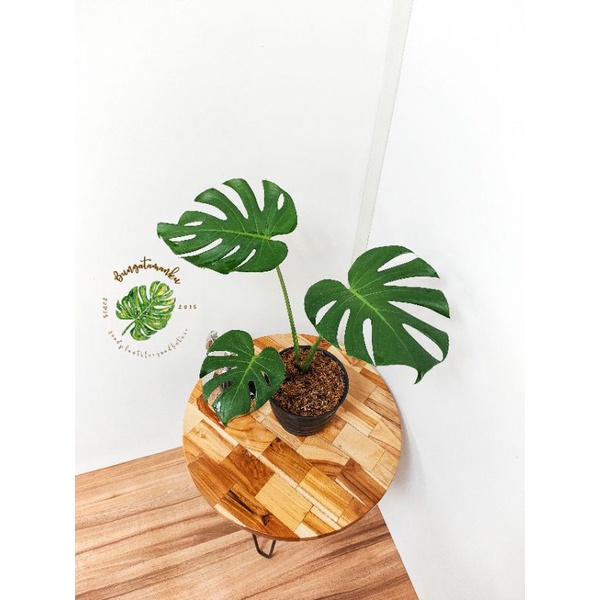 Monstera king deliciosa