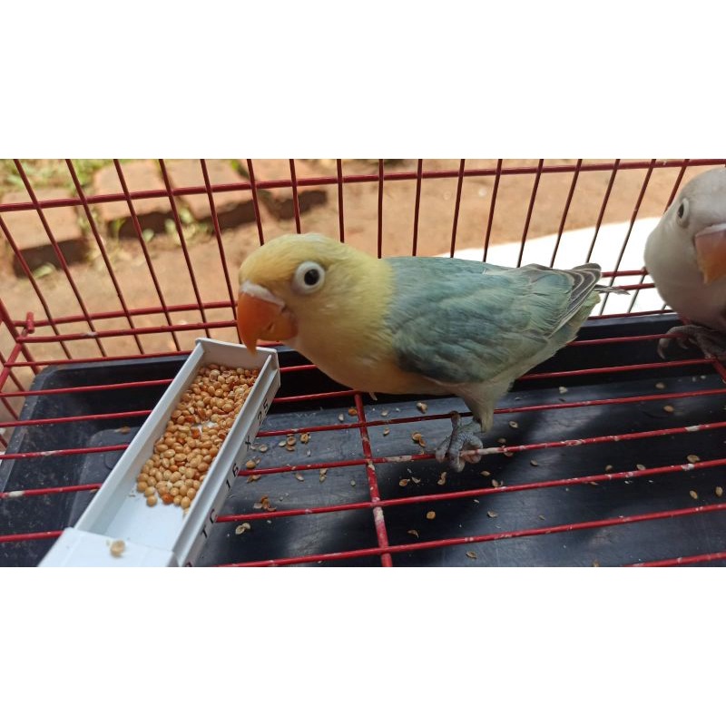 Burung Lovebird PB Pied Paud Wajib Via Ojol