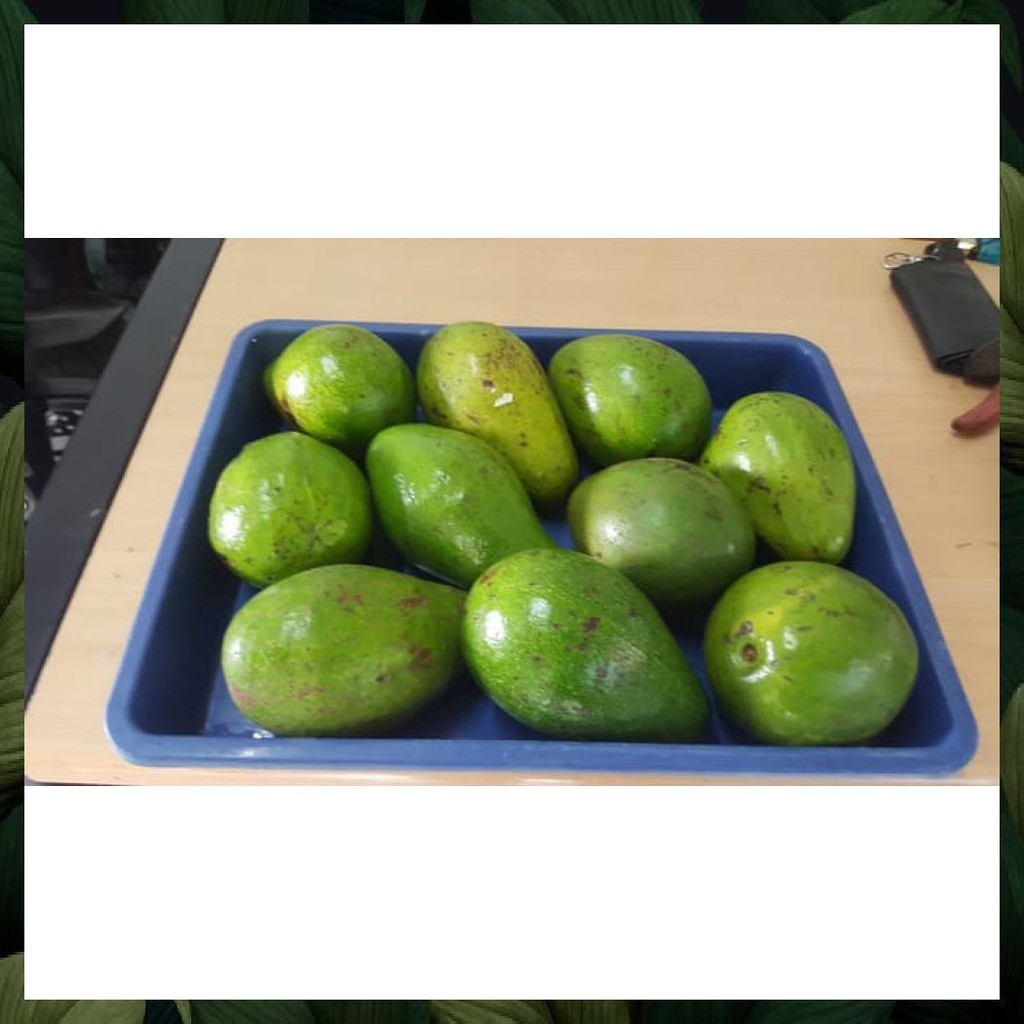 

ALPUKAT MENTEGA LAMPUNG SUPER PREMIUM BUAH SEGAR DAN MANIS