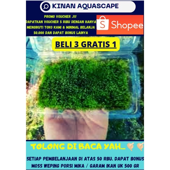 MOS DARAT STAR MOS MOSS PALUDARIUM TERRAIUM