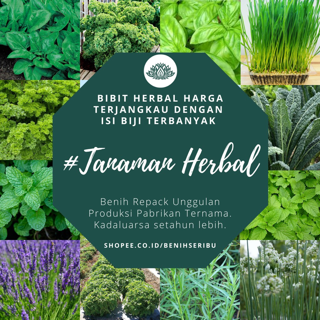 Bibit Tanaman Sayuran Herbal Herb Benih Mint Peppermint Lavender Basil Kale Kucai Coriander Parsley