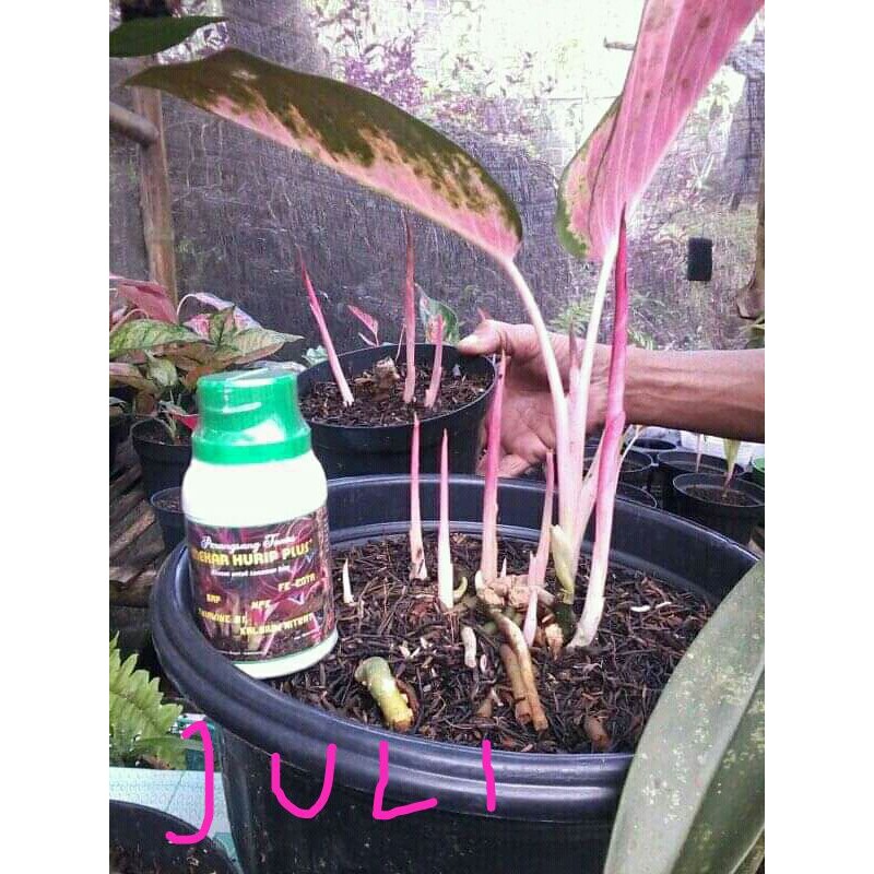 Perangsang tunas mekar hurip plus