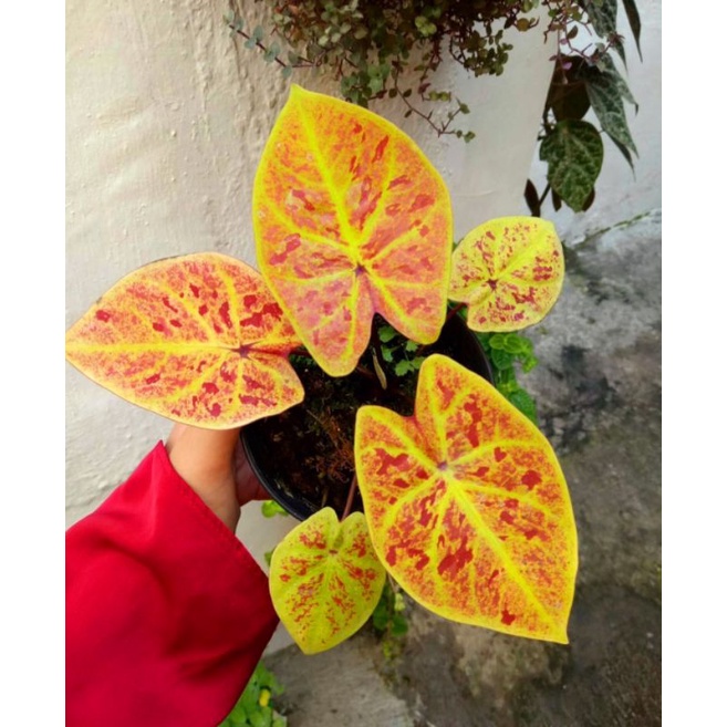 Tanaman Hias Caladium New Wave COD