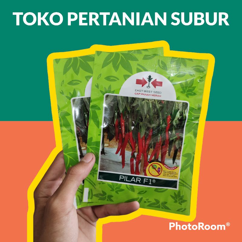BENIH CABE BESAR PILAR F1 +/- 1500 butir
