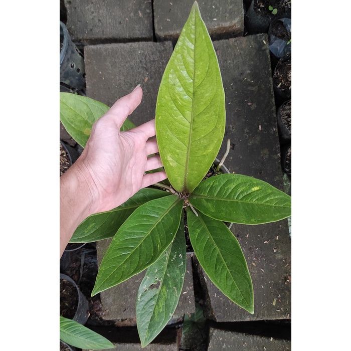 Anthurium Jemani Varigata - Antorium jenmani Variegata - Antorium jenmani varigata - anthurium jeman
