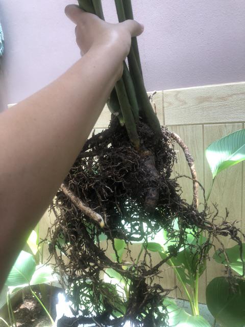 Monstera Deliciosa Medium Philodendron Pot 30 Cm Plus Media Tanam Ajaib