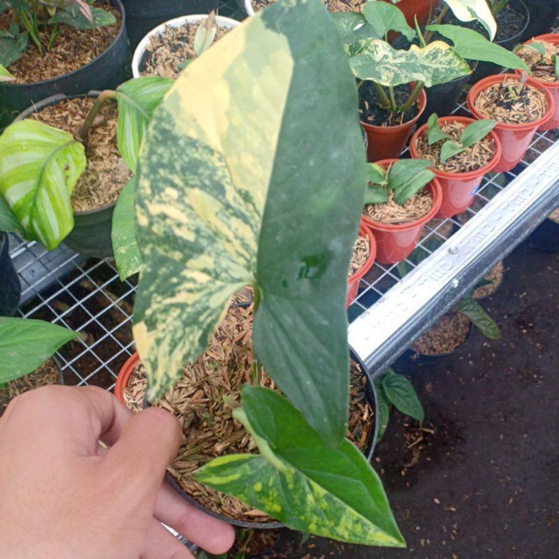syngonium yellow variegata