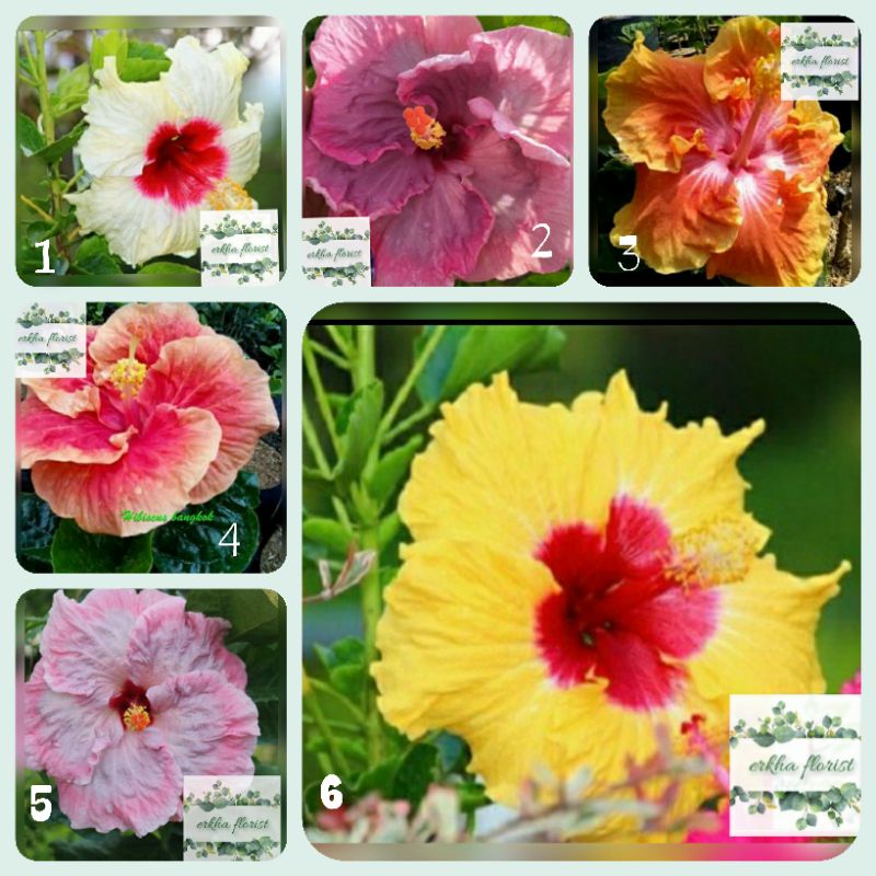 tanaman bunga hibiscus bangkok impor