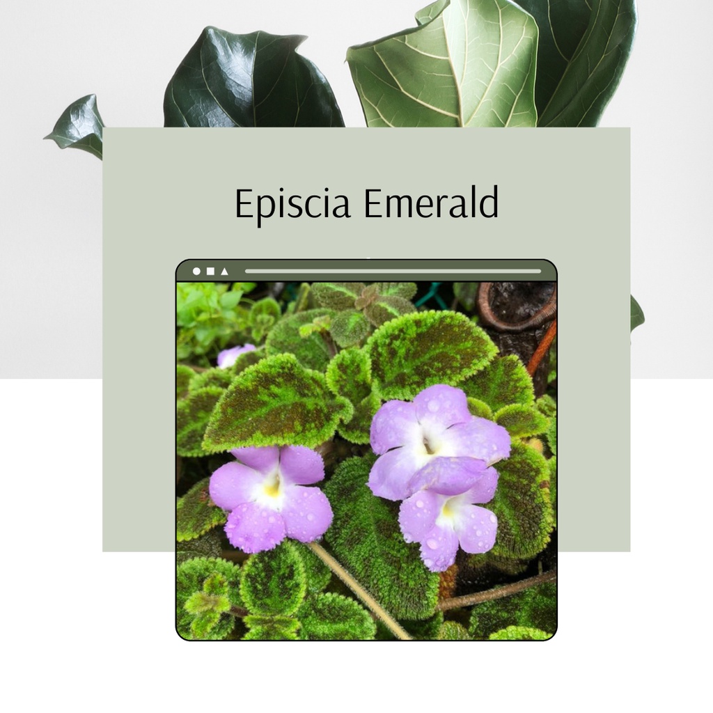 Episcia Import Episcia Emerald Velvet Tanaman Hias Bibit Episcia Emerald