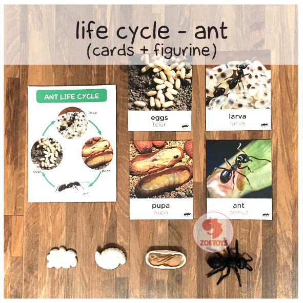 Zoetoys Paket Hemat Montess : Life Cycle Figures + Cards | Bee Butterfly Chicken Frog