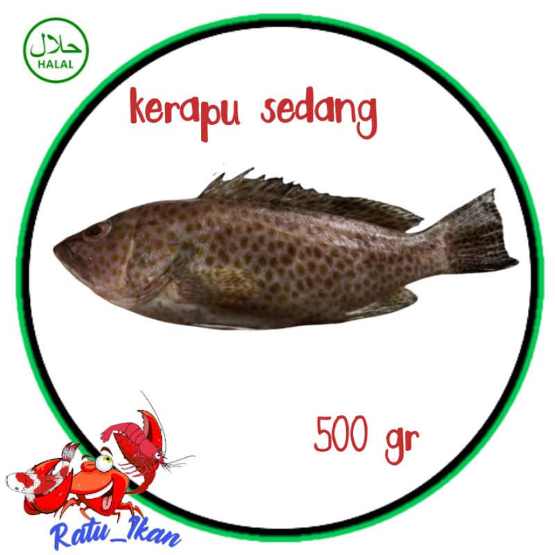 

ikan kerapu sedang[500gram] ratu_ikan