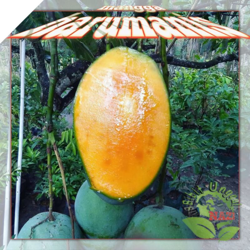TERBARU Bibit Mangga Harum Manis super genjah bisa tanam dalam pot HARGA HANCUR