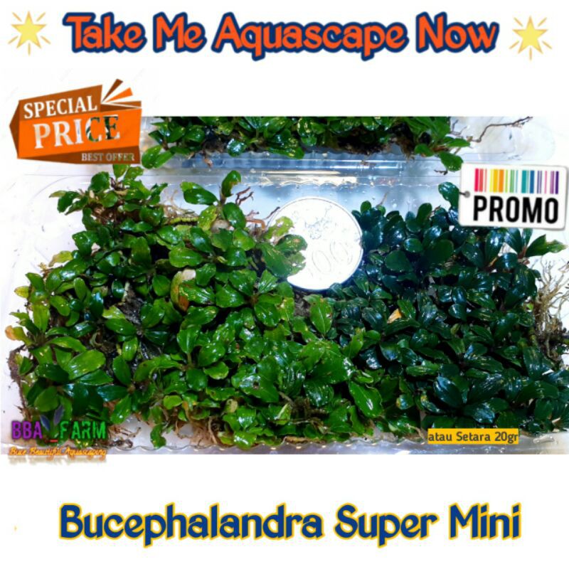 Buce Beautiful Bucephalandra Super Mini Clump Buche Tanaman Hias untuk Bonsai Aquascape Aquarium