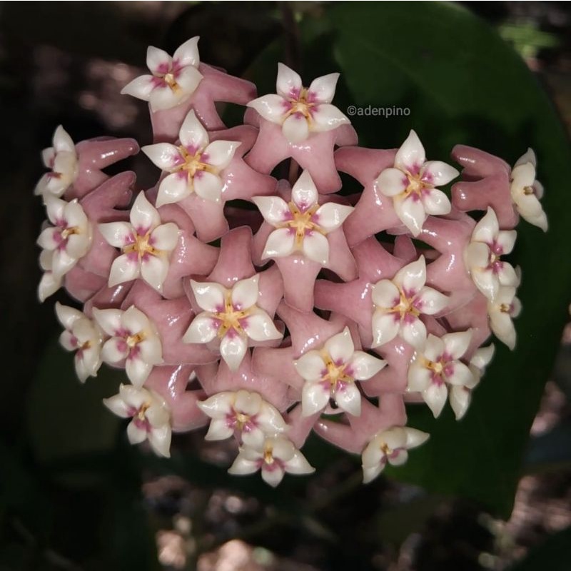 hoya koleksi pribadi TYL spesies Sulawesi