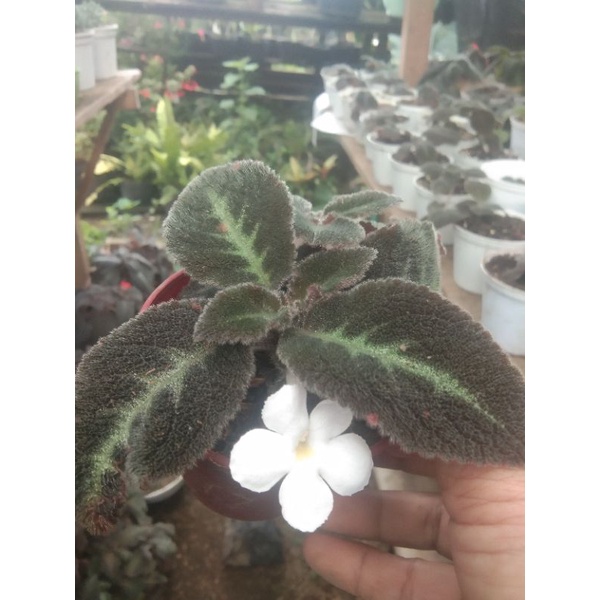 Episcia import/Episcia Blue Nile