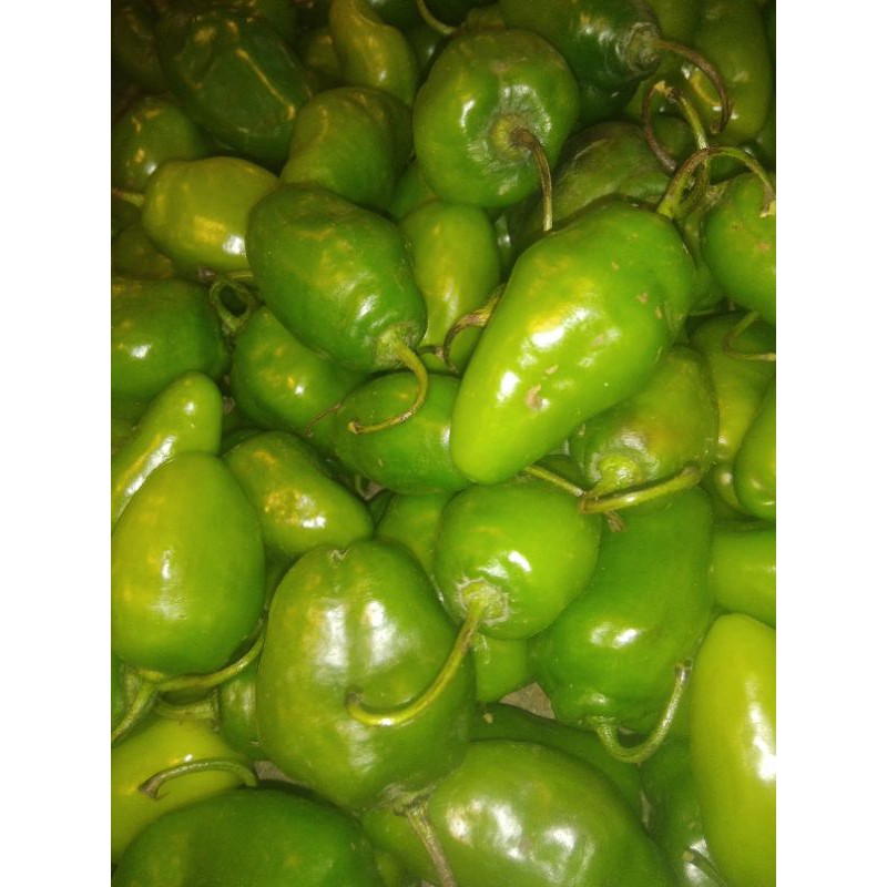 

Cabe bendot segar / sayuran murah berkualitas/ 250 gram