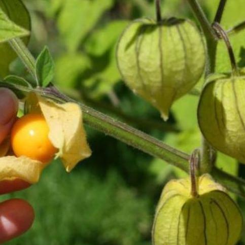 

Terlaku.! PROMO CIPLUKAN/CECENDET/GOLDEN BERRY 250 GRAM ↑➴ ➦ 54[strip]