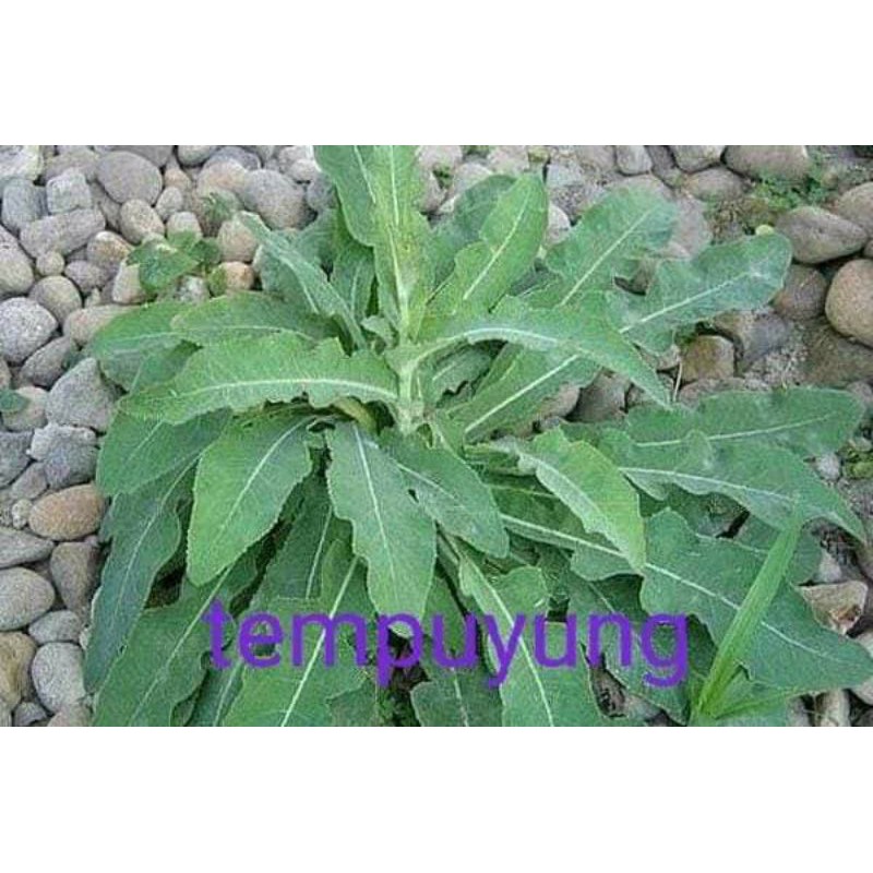 

daun tempuyung segar per 500 gram