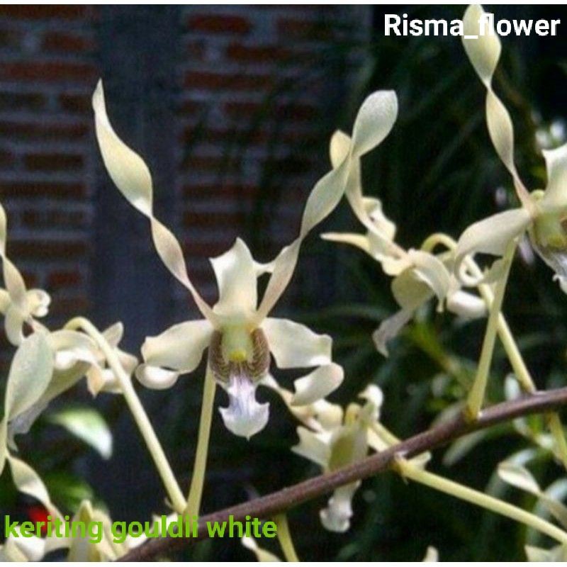 POHON ANGGREK DENDROBIUM KERITING GOULDII WHITE / TANAMAN HIAS