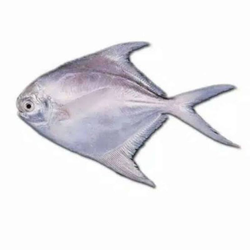 

bawal laut per 500gr