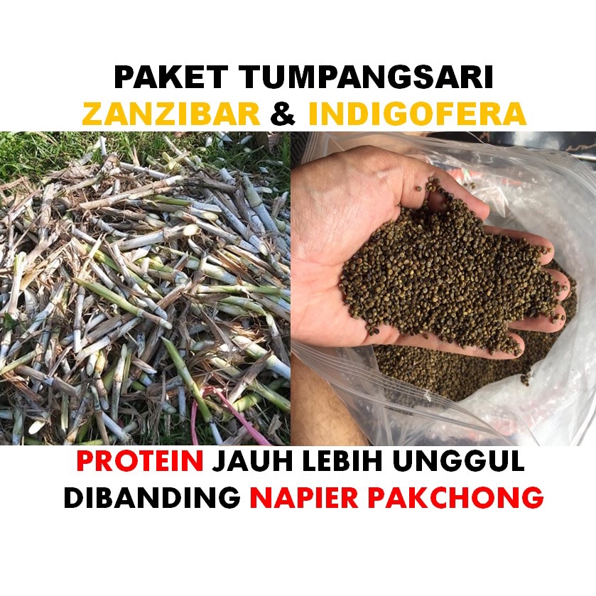 Bibit Rumput Zanzibar 1 kg dan indigofera 1000 biji