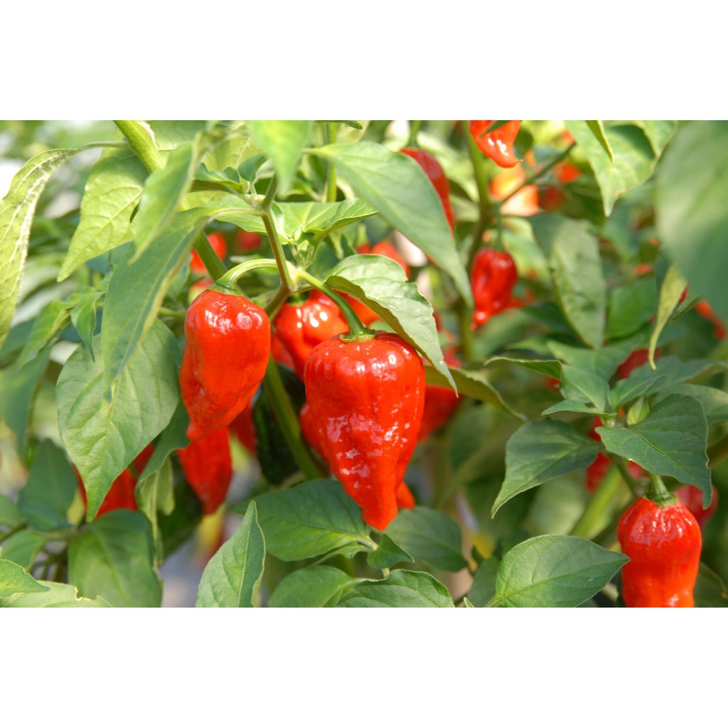 Benih Bibit Biji - Cabai Dorset Naga Super Pedas Pepper Seeds - Mudah Berbuah dan Sangat Produktif