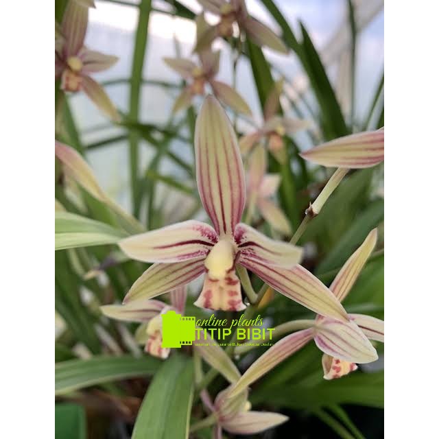 anggrek spesies Cymbidium ensifolium