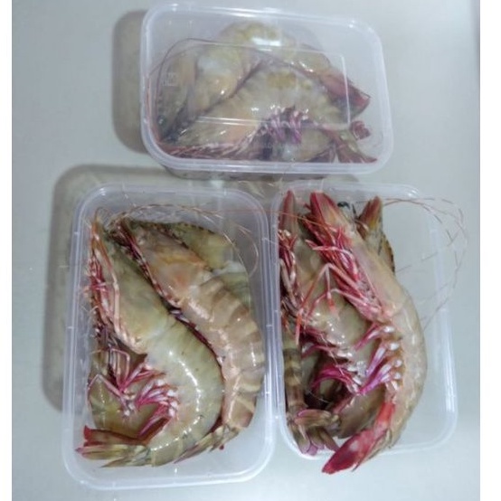 PROMO UDANG WINDU FLOWER BESAR SEGAR MURAH