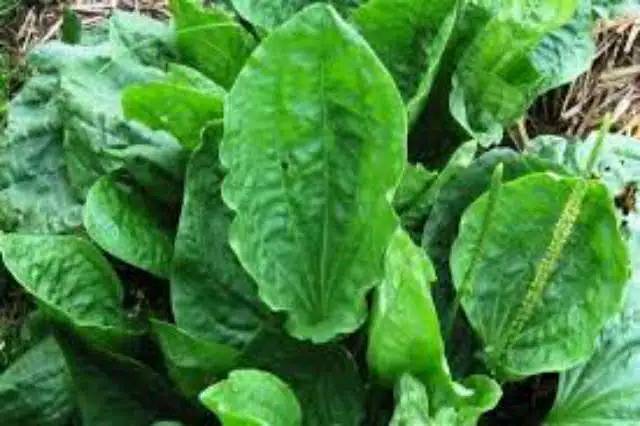 Daun kiurat / daun sendok organik 1 kg BISA COD