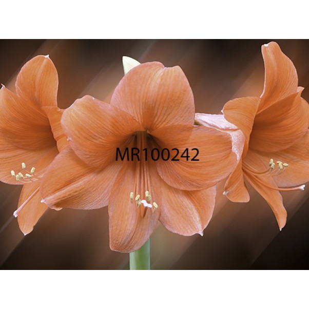 PHOTOWALL MURAL DINDING MOTIF BUNGA LILI 3D WALLPAPER MURAL