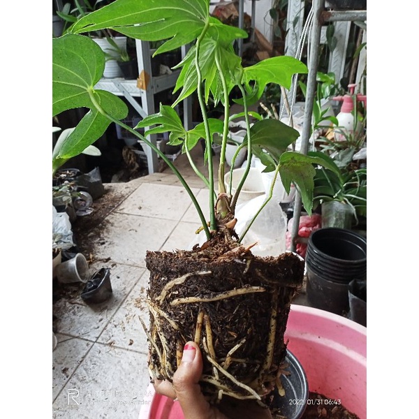 Anthurium Pedatoradiatum/Jari/Walisongo