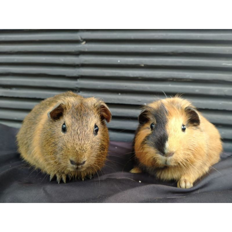 Harga Guinea Pig American Terbaru November 2021 Biggo Indonesia