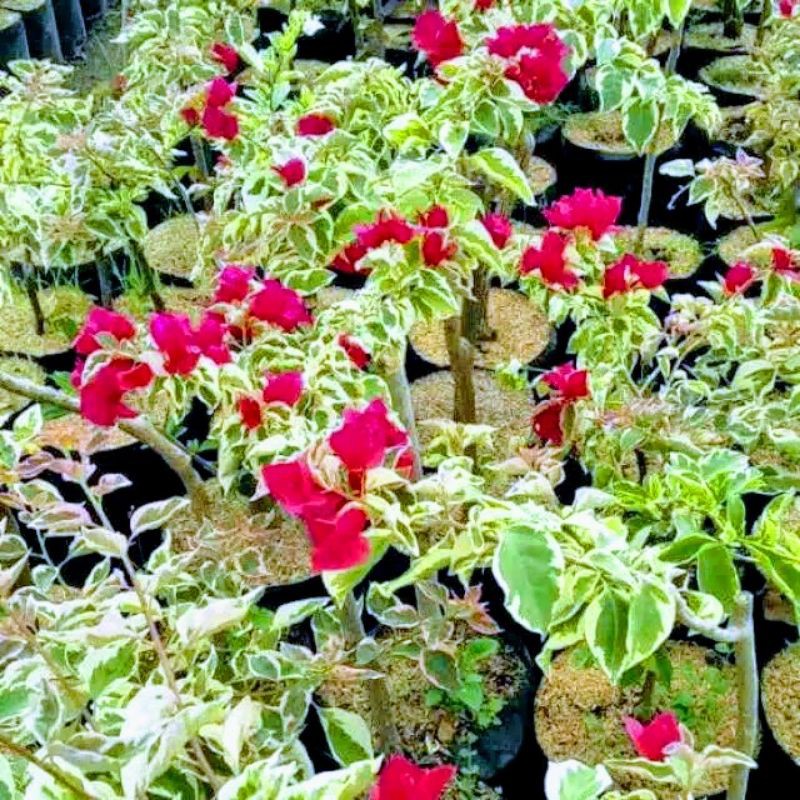 Bunga Bougenville Singapura