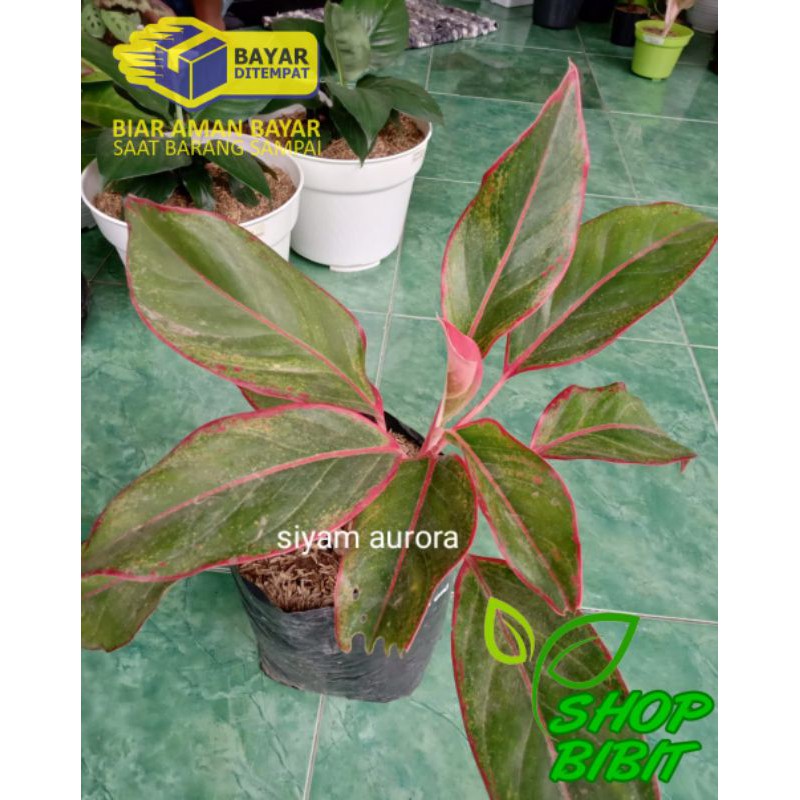 Tanaman Hias Bunga Anglonema Lipstik Siyam Ourora