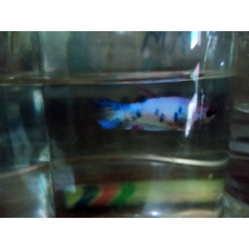 

ikan cupang marble galaxy