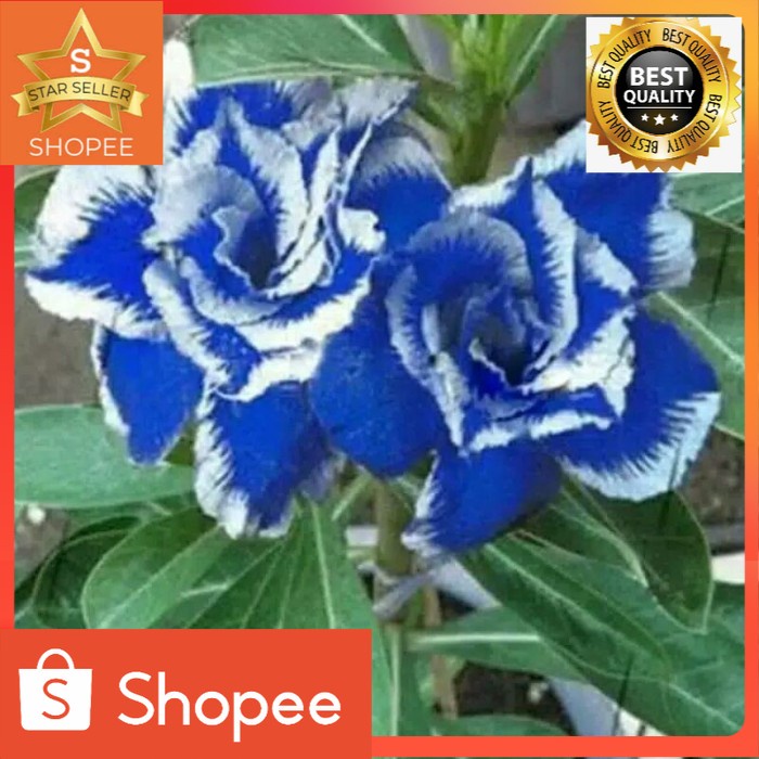 Adenium bunga tumpuk Obesum Biru dengan Sisi Putih Tanaman Mawar
