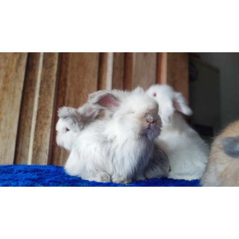 Anakan Kelinci Anggora English