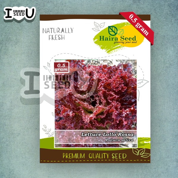 Haira Seed BIbit-Biji Selada Keriting Merah Lollo Rossa