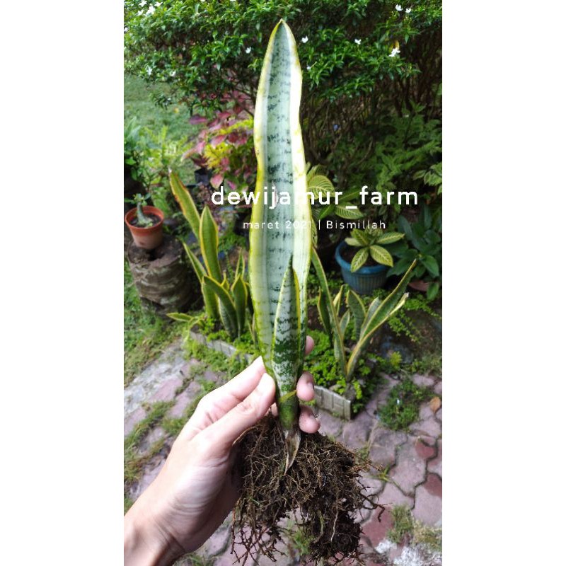 lidah mertua/sansiviera/pedang pedangan