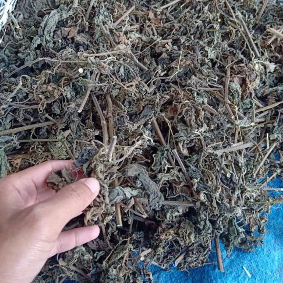 

Z06 MURAH-DAUN NILAM KERING ♥➲ (Hot Sale)