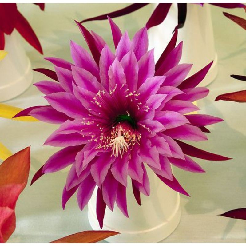 TERLARIS Tanaman hias Wijaya Kusuma bunga merah muda tumpuk / Wijaya Kusuma