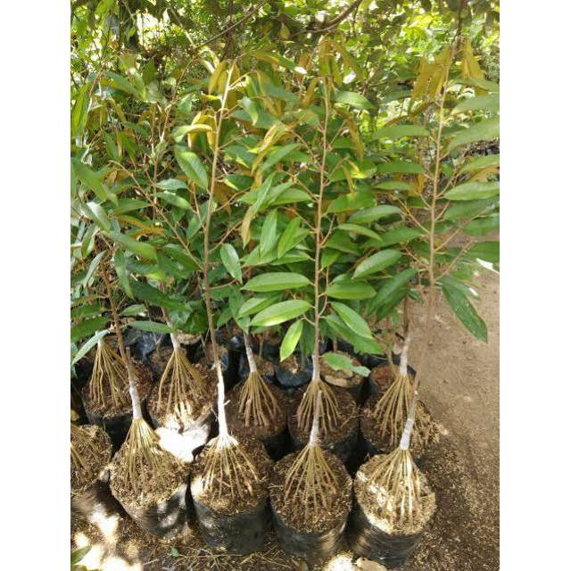 Bibit Okulasi Durian Musangking Kaki 10