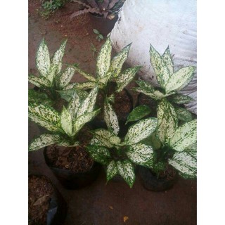 Tanaman hias aglaonema snow white aglonema snow white aglo