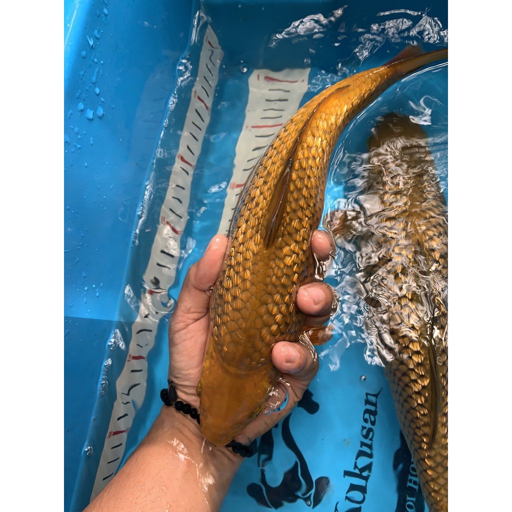 Ikan Koi Chagoi Tembaga Ginrin size 30 cm up
