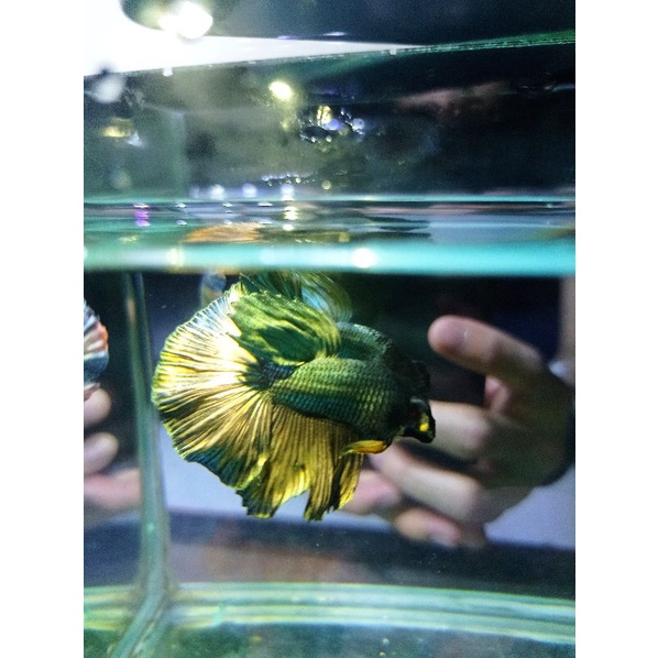 IKAN CUPANG HALFMOON Cooper Gold