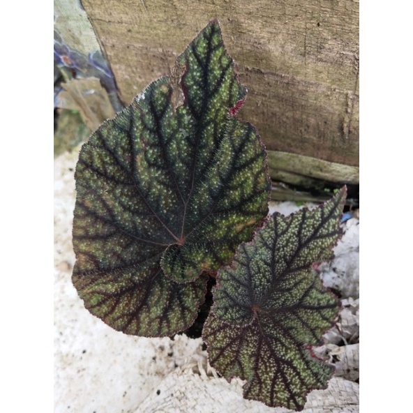 begonia rex black dragon